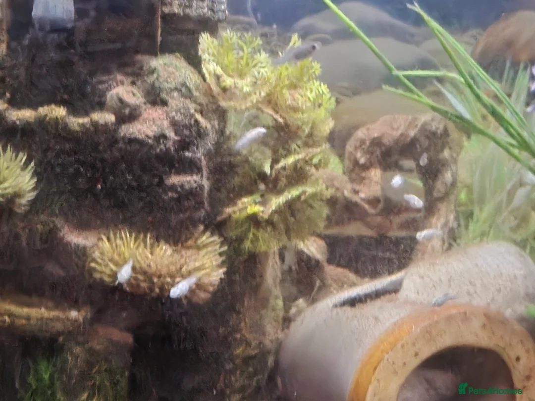 Mollies fish for sale: Dalmatian molly fry  - Advert 5