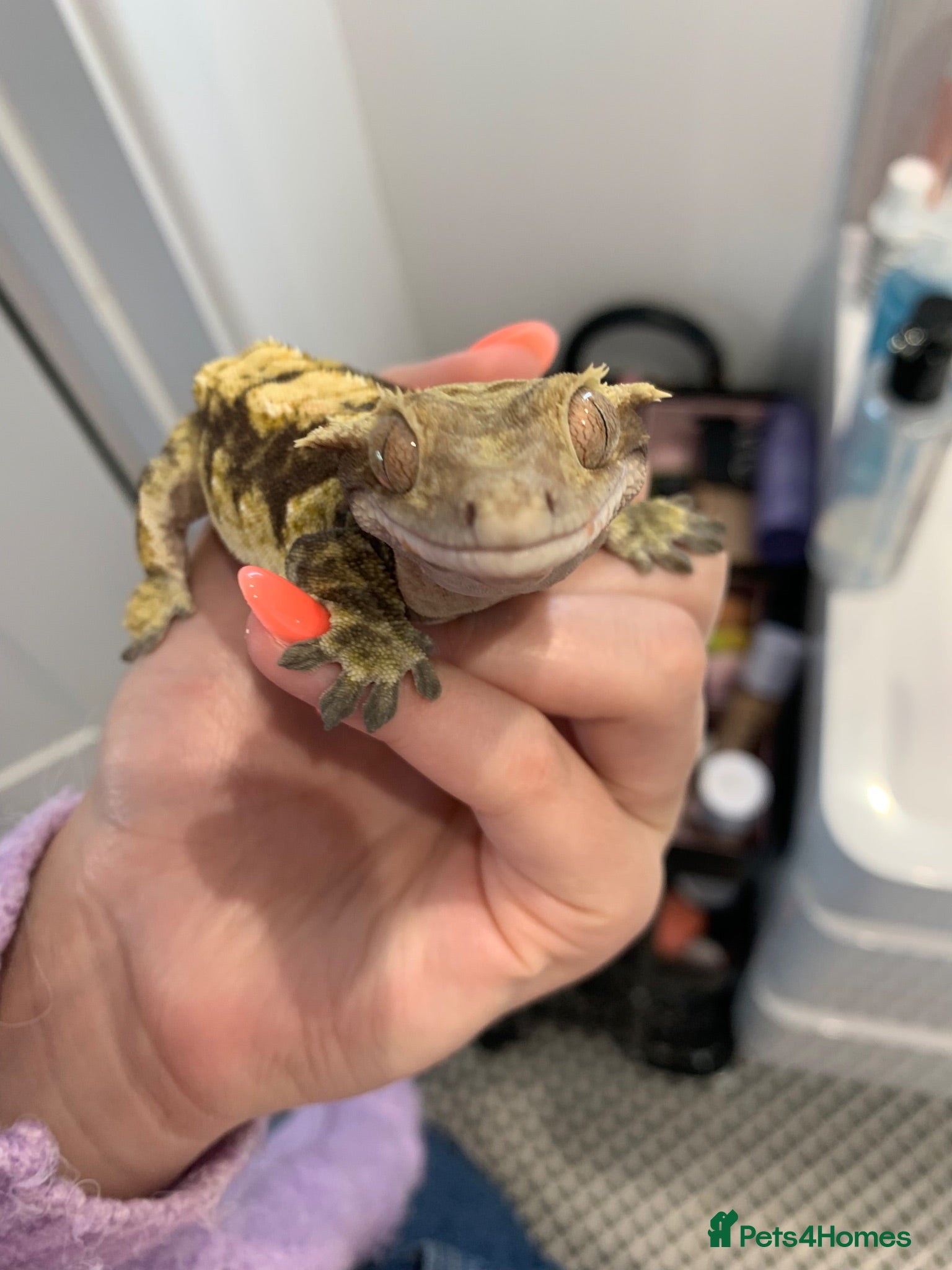 Gecko reptiles Male crested gecko  - Advert 1