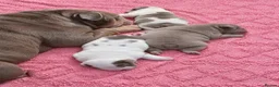 English Bulldog dogs for sale: English bulldog puppies  - Advert 12