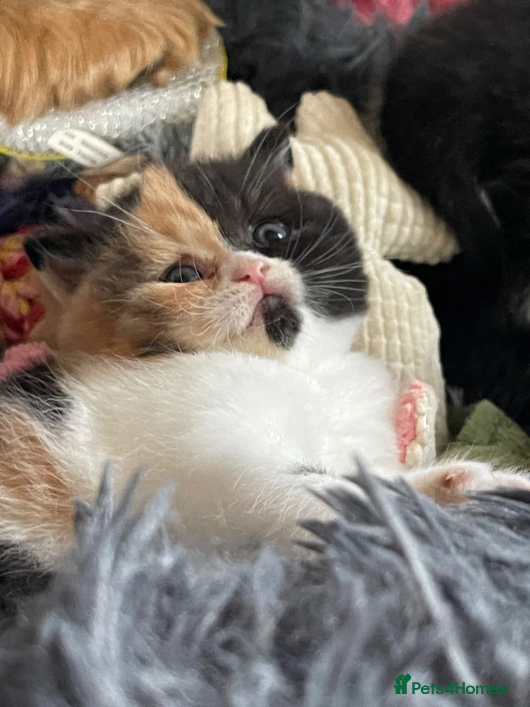 British Shorthair cats for sale: Amazing mix of colours from my pet Poppet - Advert 28
