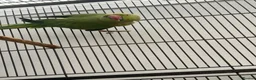 Chickens poultry for sale: Parrot  - Advert 3