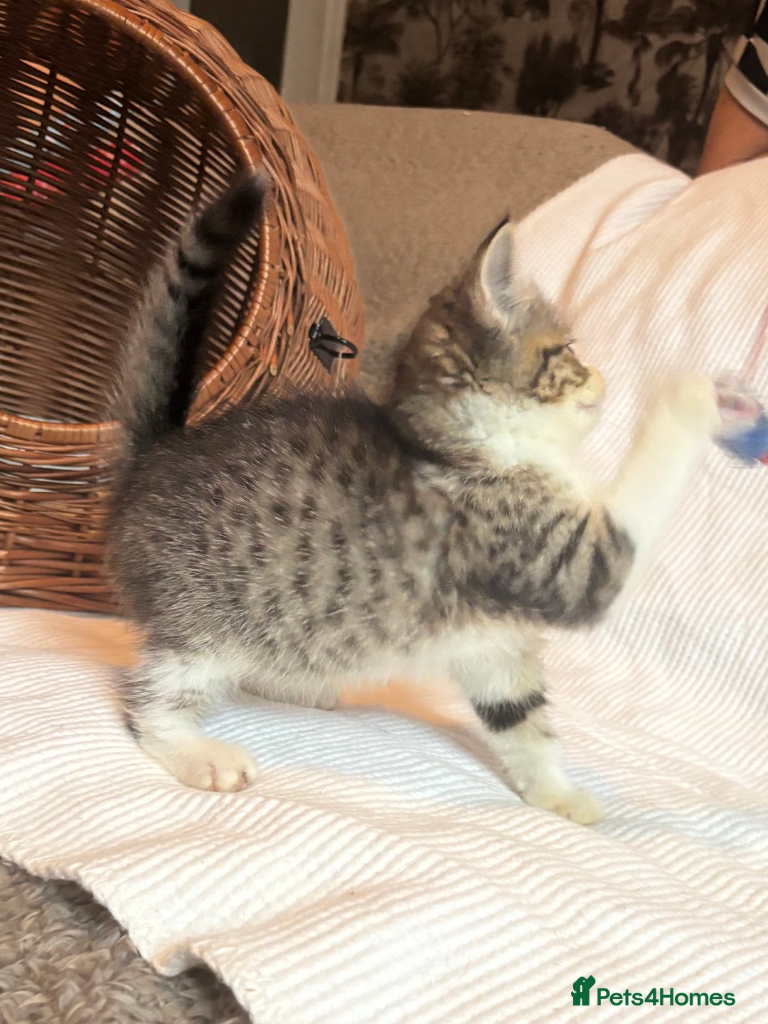 Mixed Breed cats for sale: Maine-Coon x British Blue Kittens.  - Advert 4