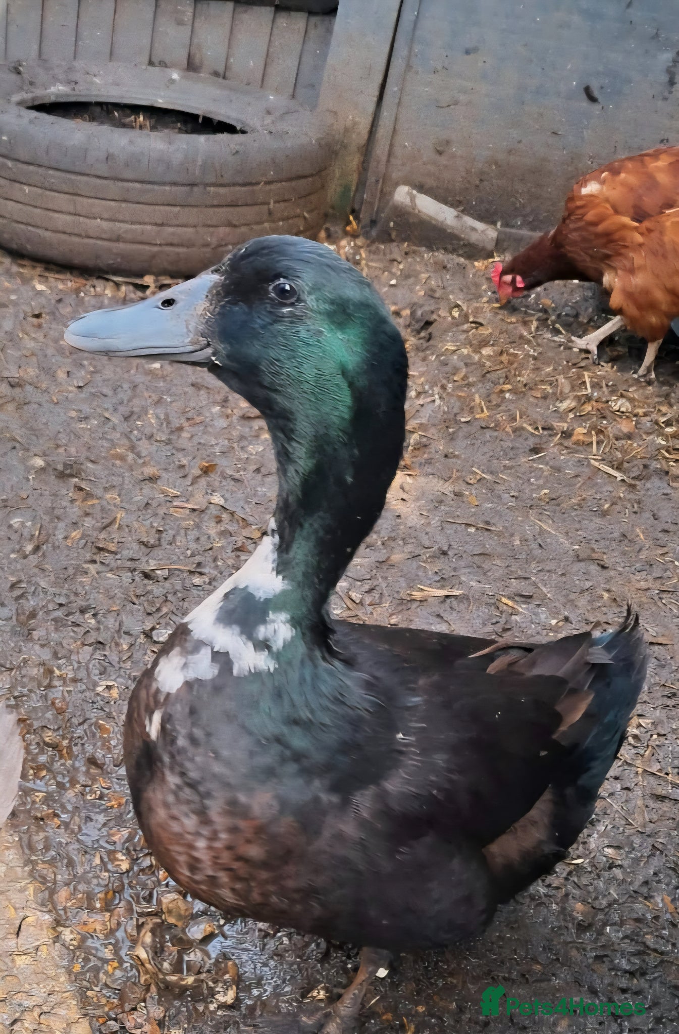 Ducks poultry Drake male duck  - Advert 1