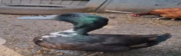 Ducks poultry for sale: Drake male duck  in Eastbourne - Advert 1