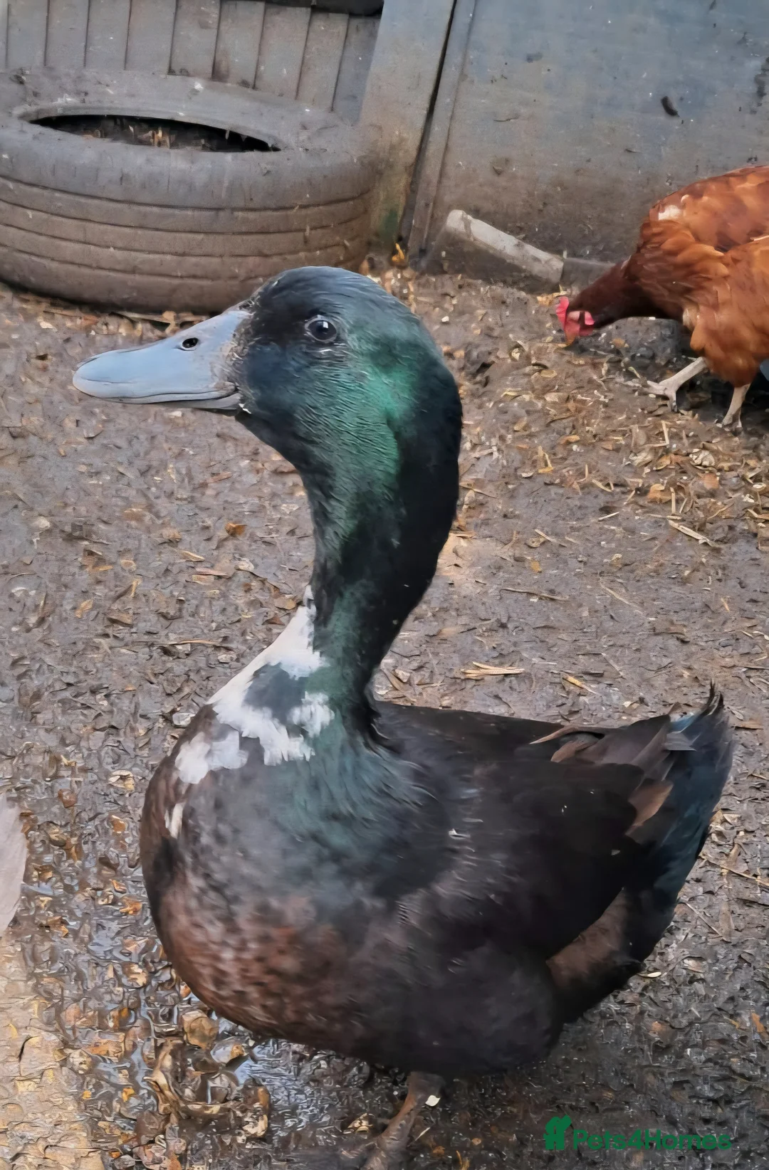 Ducks poultry for sale: Drake male duck  in Eastbourne - Advert 1