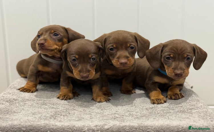 Miniature Dachshund dogs - Advert 16