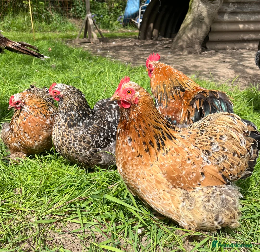 Chickens poultry for sale: Mottled Pekin Fertile bantam hatching eggs  - Advert 1