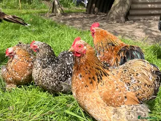 Chickens poultry Mottled Pekin Fertile bantam hatching eggs - Advert 3