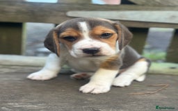 Beagle dogs for sale: KC REGISTERED SHOW TUOE BEAGLE PUPPIES  - Image 17