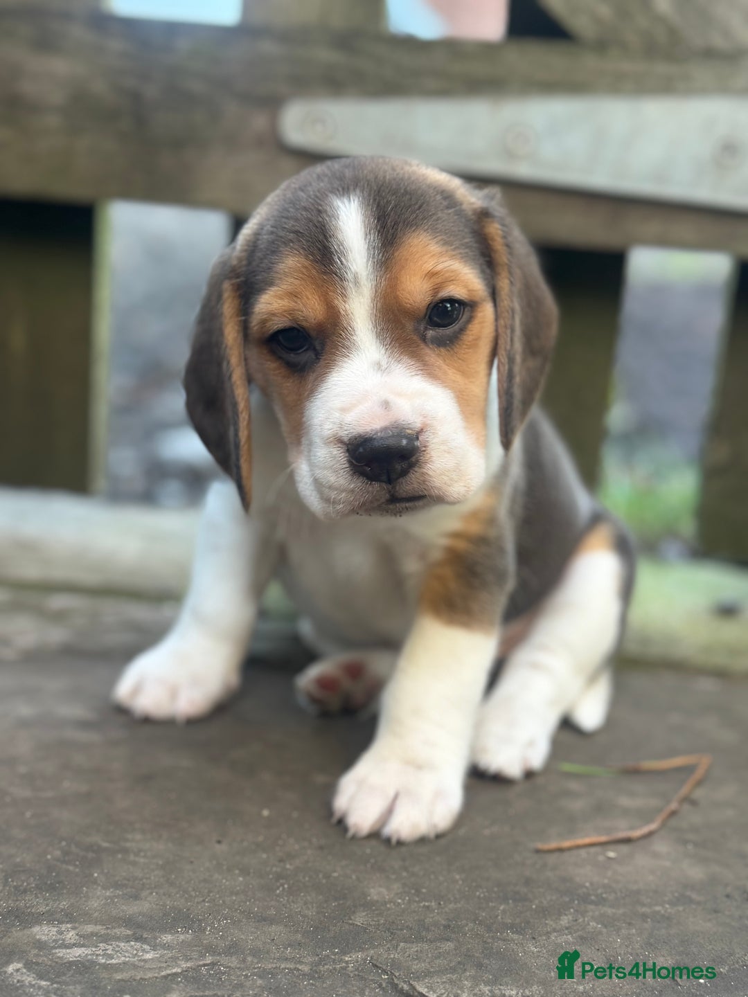 Beagle dogs for sale: KC REGISTERED SHOW TUOE BEAGLE PUPPIES  - Image 17