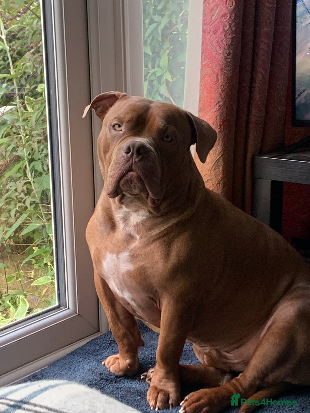 American Bully dogs for sale: Po the Pocket Bully in Buckingham - Image 5