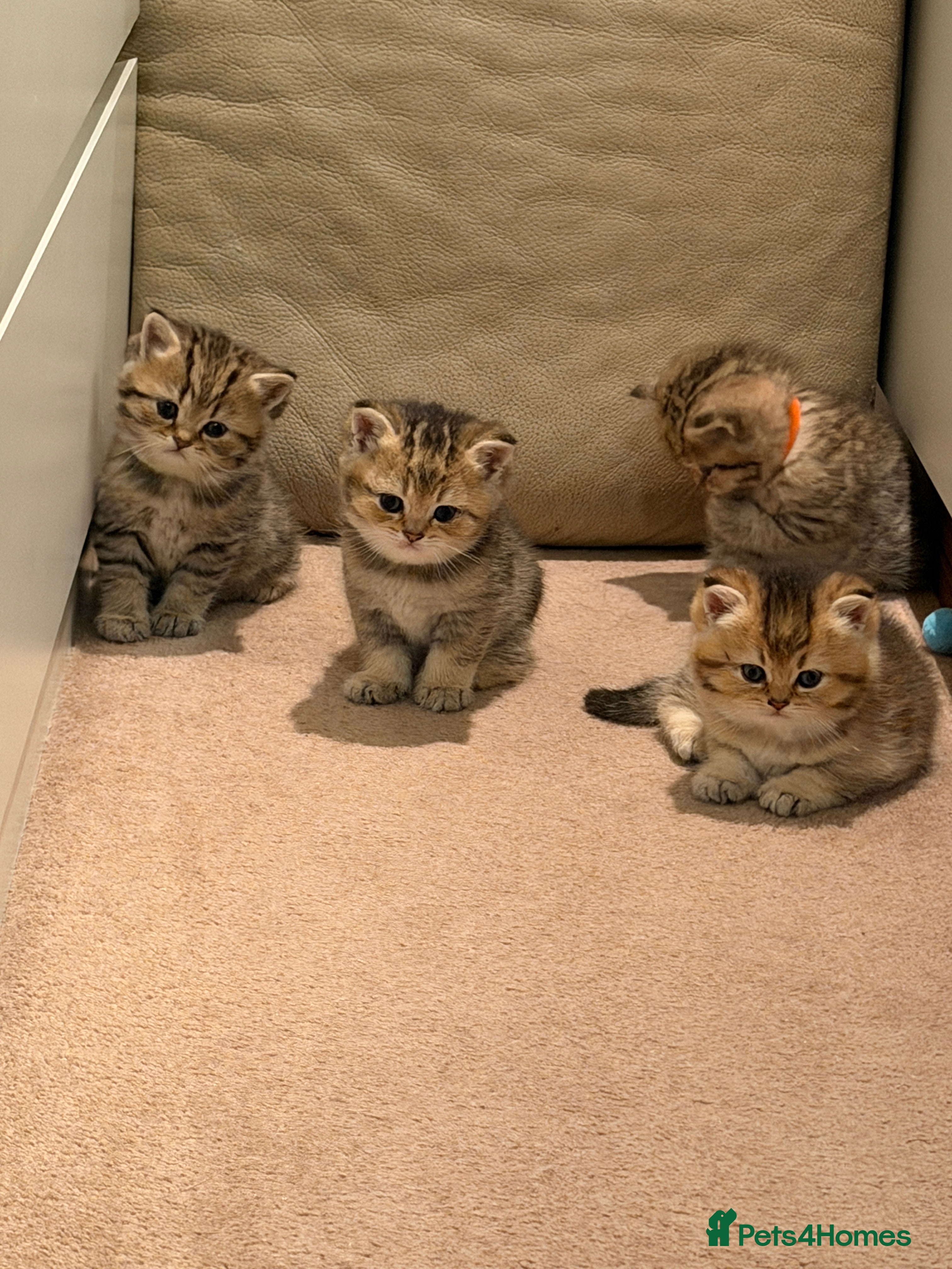 British Shorthair cats Beautiful British Shorthair Kittens – 4 Available - Advert 16