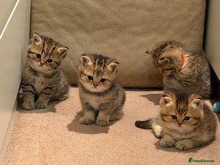 British Shorthair cats Beautiful British Shorthair Kittens – 4 Available - Advert 6