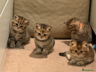 British Shorthair cats Beautiful British Shorthair Kittens – 2 Available - Advert 3