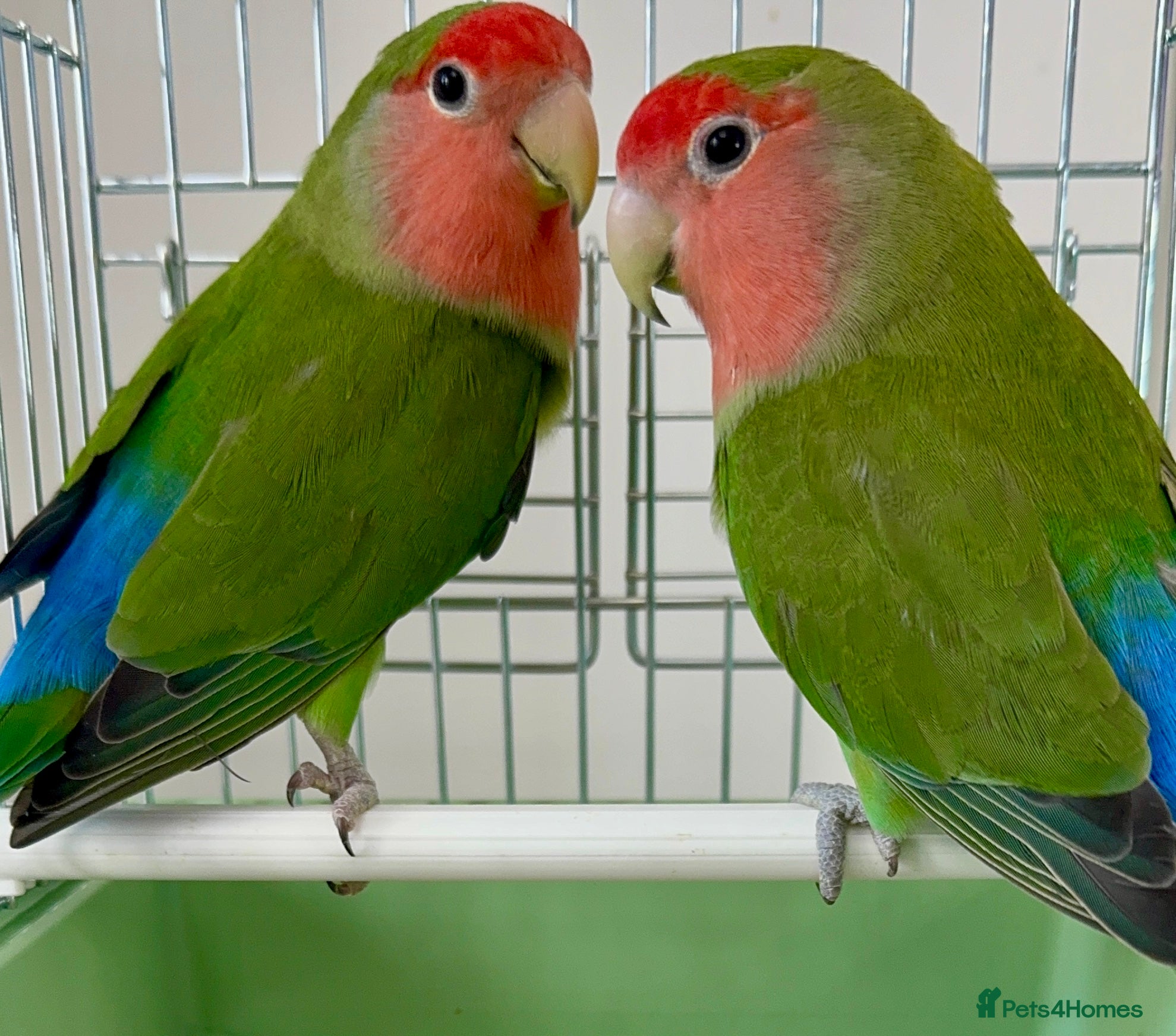 Lovebirds birds for sale: Beautiful Young Peach Face Love Birds.  - Advert 2
