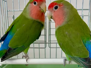 Lovebirds birds for sale: Beautiful Young Peach Face Love Birds. - Advert 2