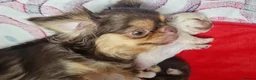 Chihuahua dogs for sale: READY NOW KC reg CHIHUAHUA Long coat chocolate boy - Advert 12