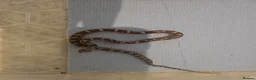 Corn Snake reptiles for sale: Baby pied cornsnakes for sale - Advert 5