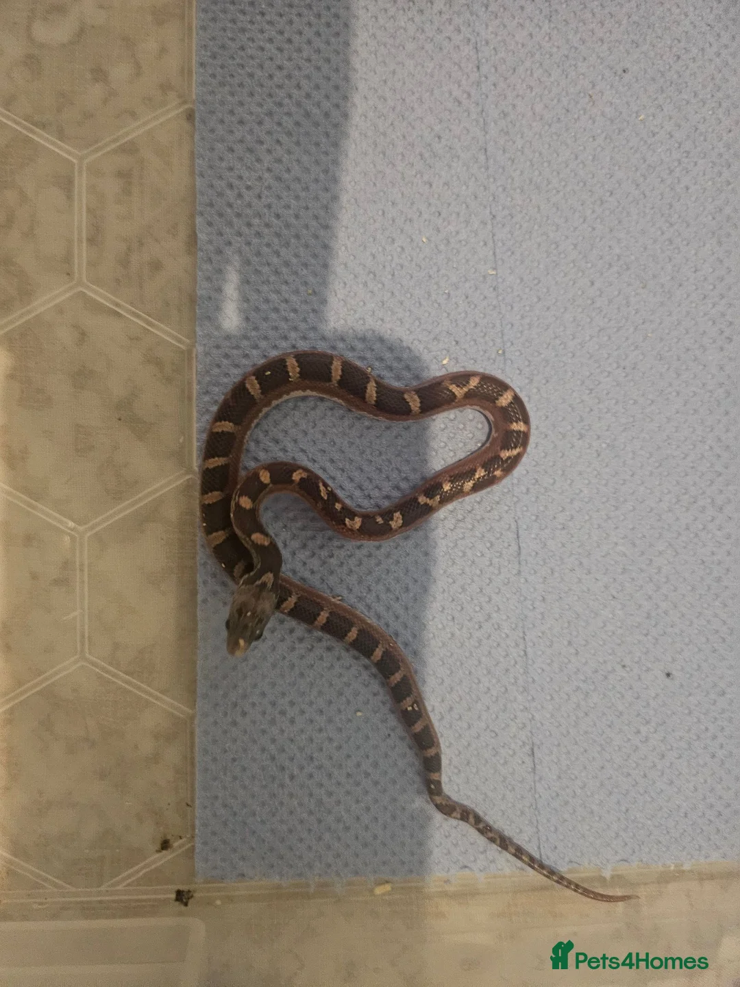 Corn Snake reptiles for sale: Baby pied cornsnakes for sale - Advert 5