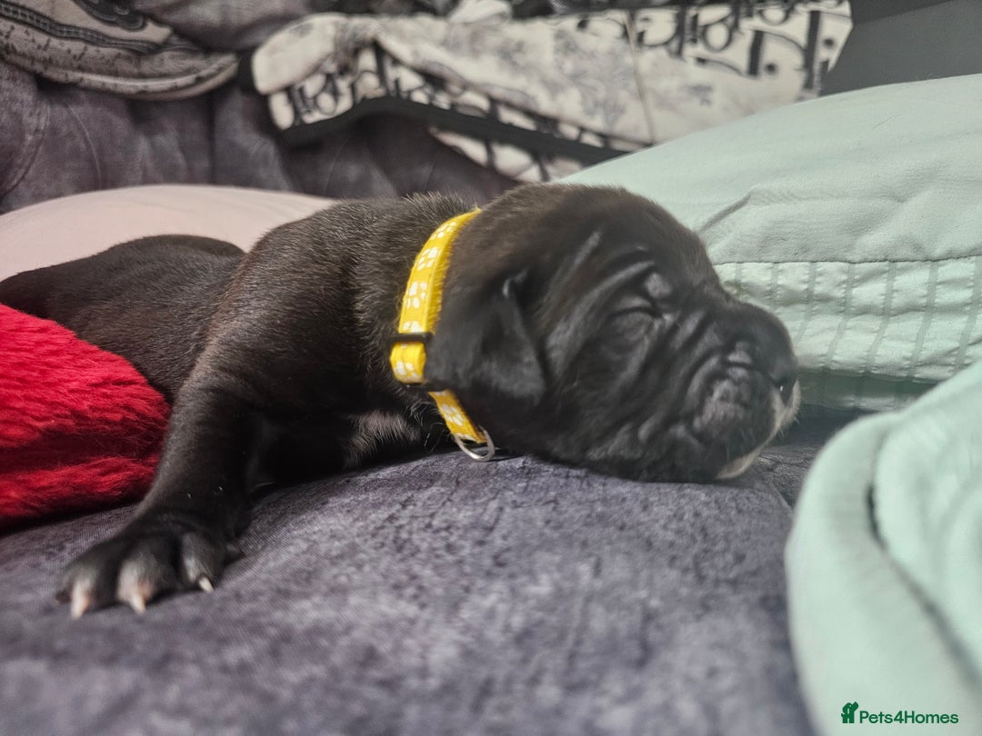 Cane Corso dogs for sale: Cane corso pups  - Image 3