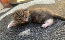 Domestic Shorthair cats for sale: Domestic shorthair  - Image 1