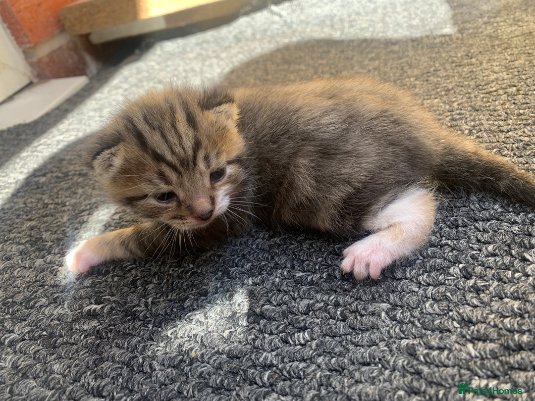 Domestic Shorthair cats for sale: Domestic shorthair  - Image 1
