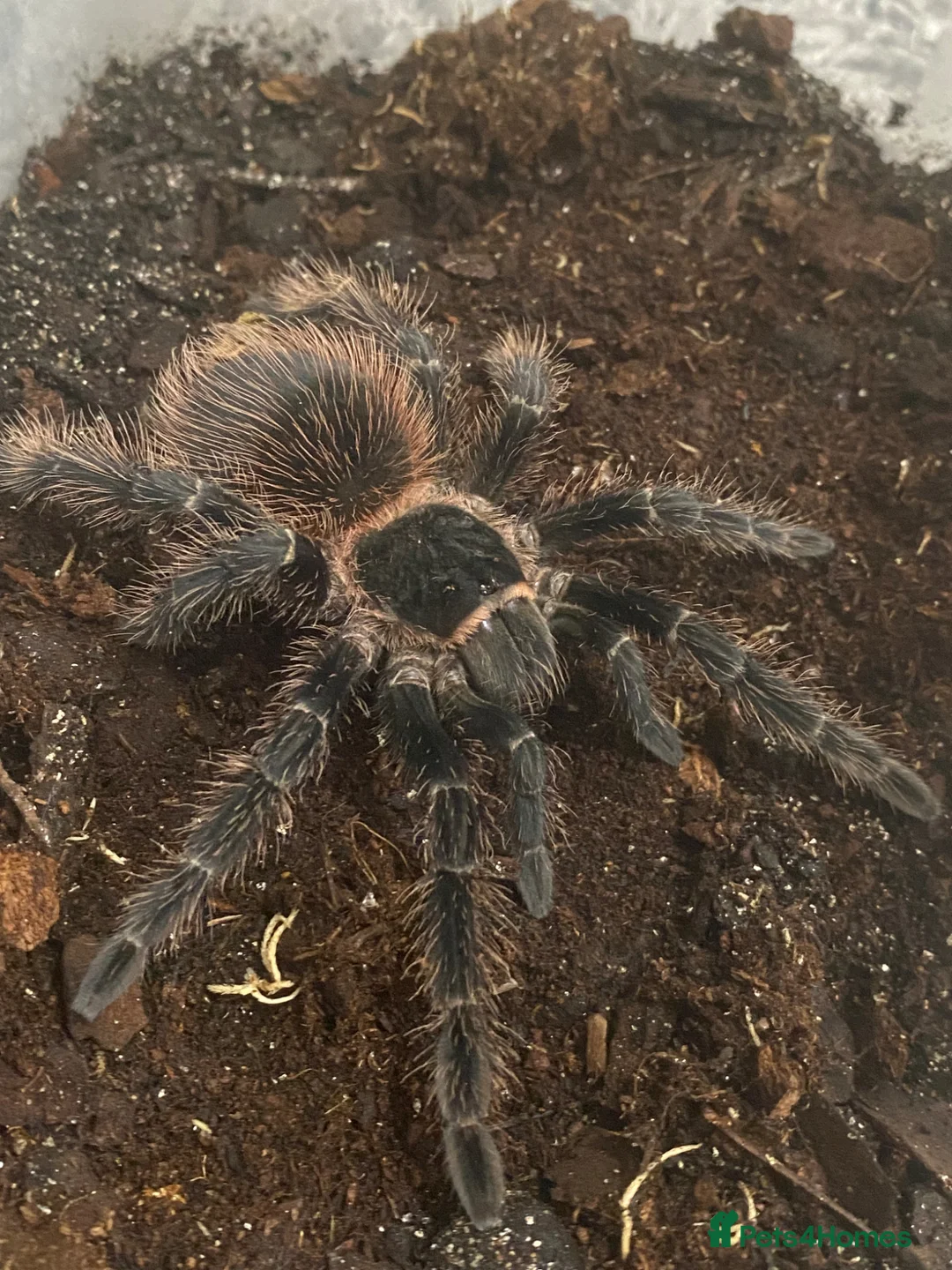 Tarantulas invertebrates for sale: Brazilian salmon pink Goliath tarantulas  - Advert 9