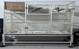 Ringnecks birds for sale: Breeding Pair Of Indian Ringneck Parrots - Image 1