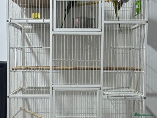 Ringnecks birds - Advert 1