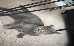 British Shorthair cats for stud: Big boy CJ Blu British short hair for stud  - Image 3