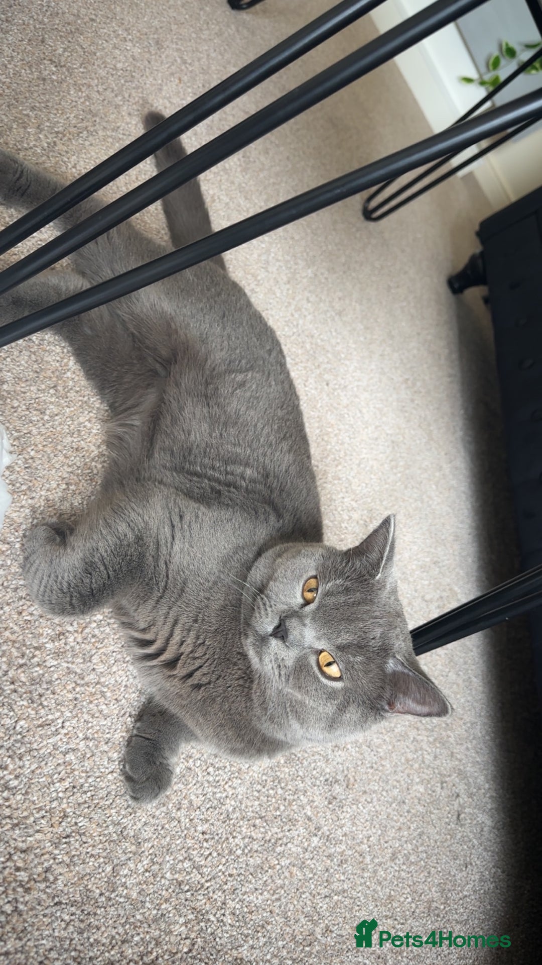 British Shorthair cats for stud: Big boy CJ Blu British short hair for stud  - Image 3