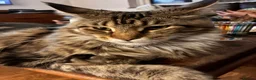 Maine Coon cats for sale: Stuning Maine Coone kittens - Advert 15