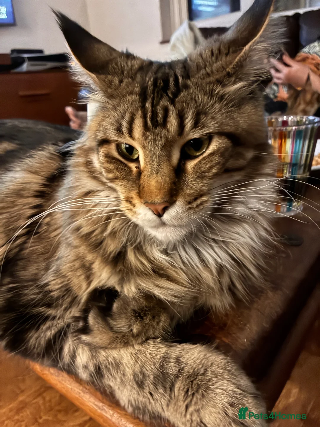 Maine Coon cats for sale: Stuning Maine Coone kittens - Advert 15