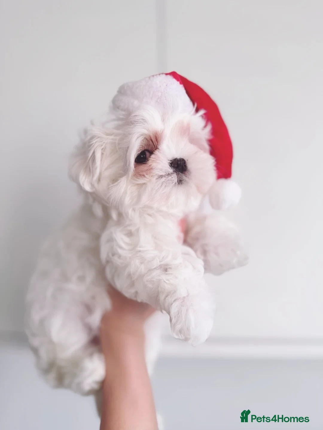 Maltese dogs for sale: ✨stunning full Korean maltese girl 🧬 tested✨ - Advert 6