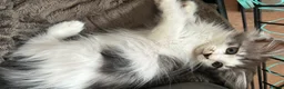 Mixed Breed cats for sale: Norwegian Forest x kittens - Advert 16