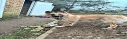 Mixed Breed dogs for stud:  golden German shepherd x Belgium Mali stud - Advert 3