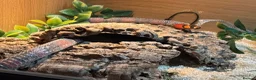Milk Snake reptiles for sale: Honduran milk snake - Advert 8