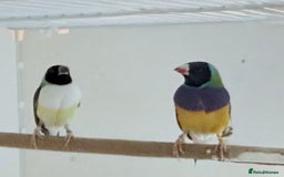 Finches birds for sale: 1 female Java and pair of gouilden  finches  - Image 8