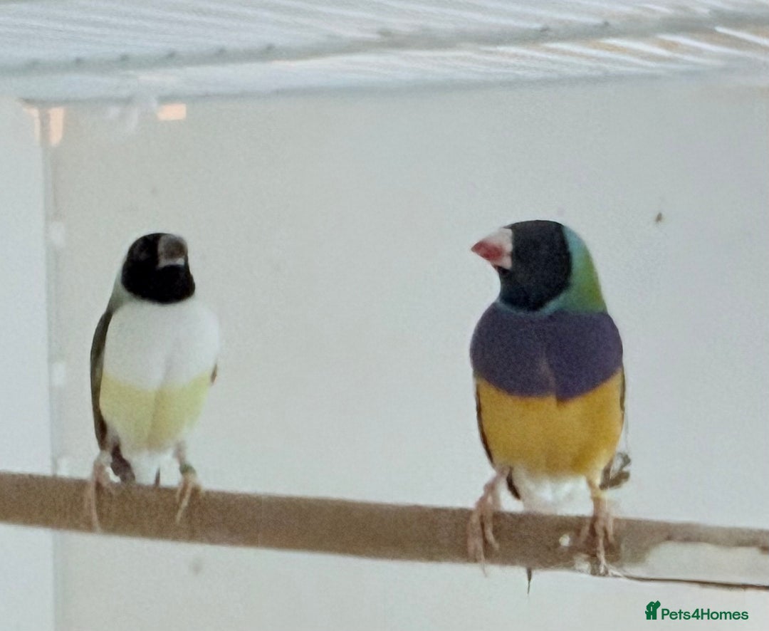 Finches birds for sale: 1 female Java and pair of gouilden  finches  - Image 8