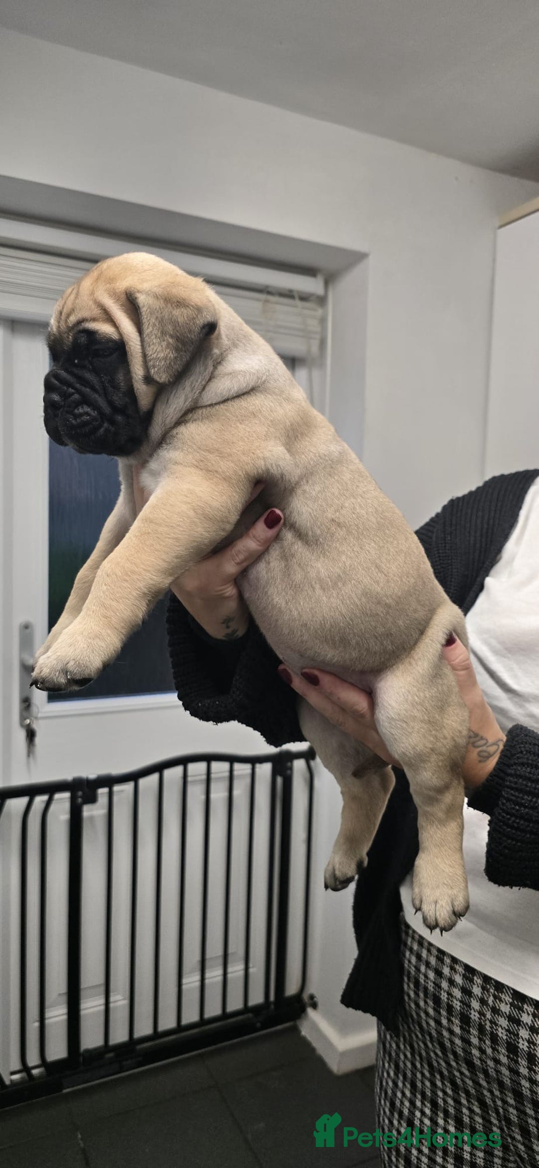 Bullmastiff dogs for sale: Bullmastiff Puppies  - Image 22