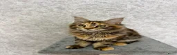 Maine Coon cats for sale: Stunning Purebred TICA Reg Maine Coon Kittens in London - Advert 10