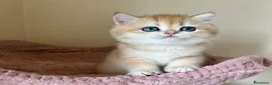 British Shorthair Black Golden Chinchilla female 