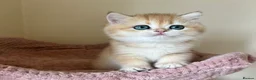 British Shorthair cats for sale: Quality Golden Kittens - Advert 13