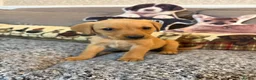 Labrador Retriever dogs for sale: 10/10 MALE PUP AVAILABLE WITH UNMATCHED PEDIGREE  - Advert 14