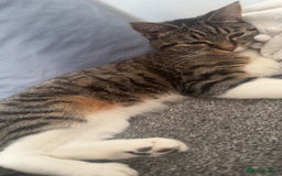 Bengal cats for sale: Bengal cross  - Image 3