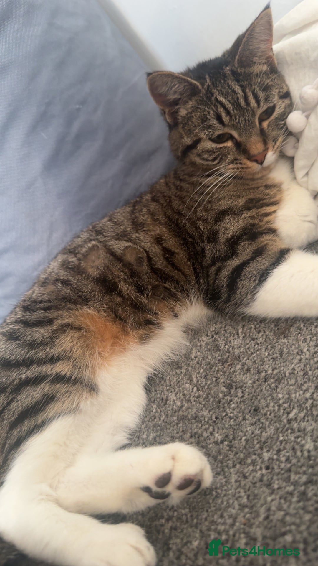 Bengal cats for sale: Bengal cross  - Image 3