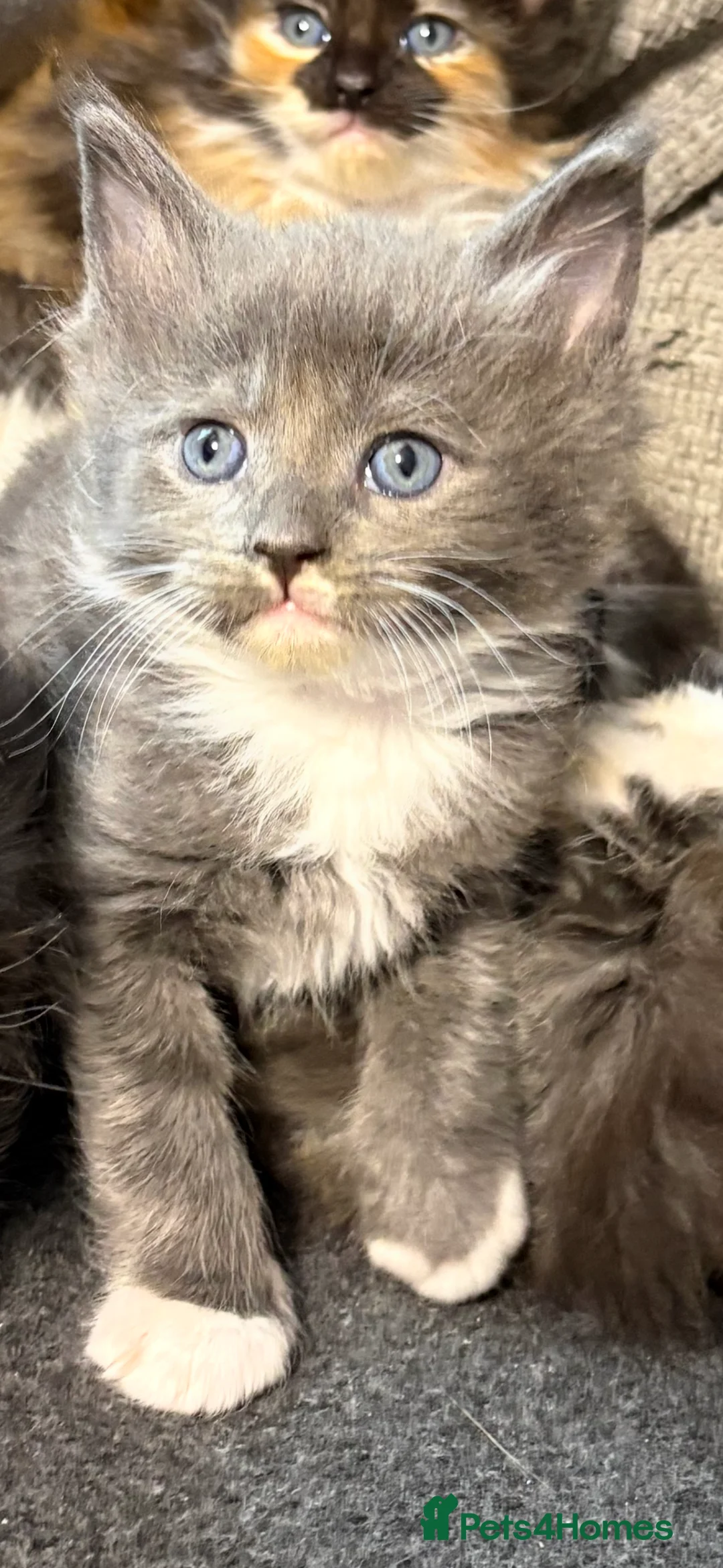 Maine Coon cats for sale: Maine coon - Advert 9