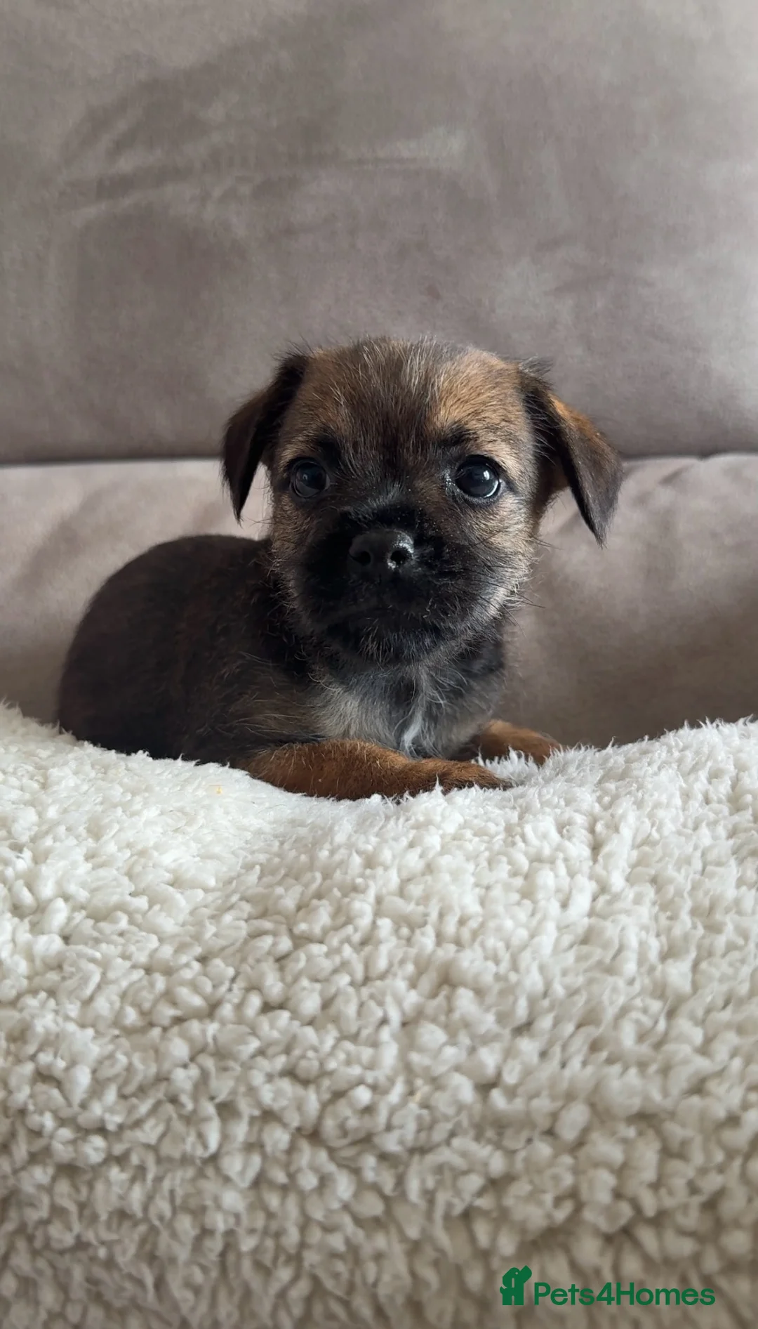Border Terrier dogs for sale: Gorgeous KC registered border terrier puppies  in Cleckheaton - Advert 9
