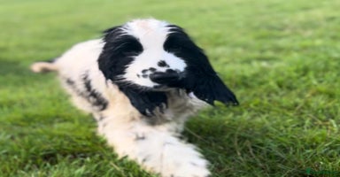 Cocker Spaniel dogs in Birmingham - Advert 8