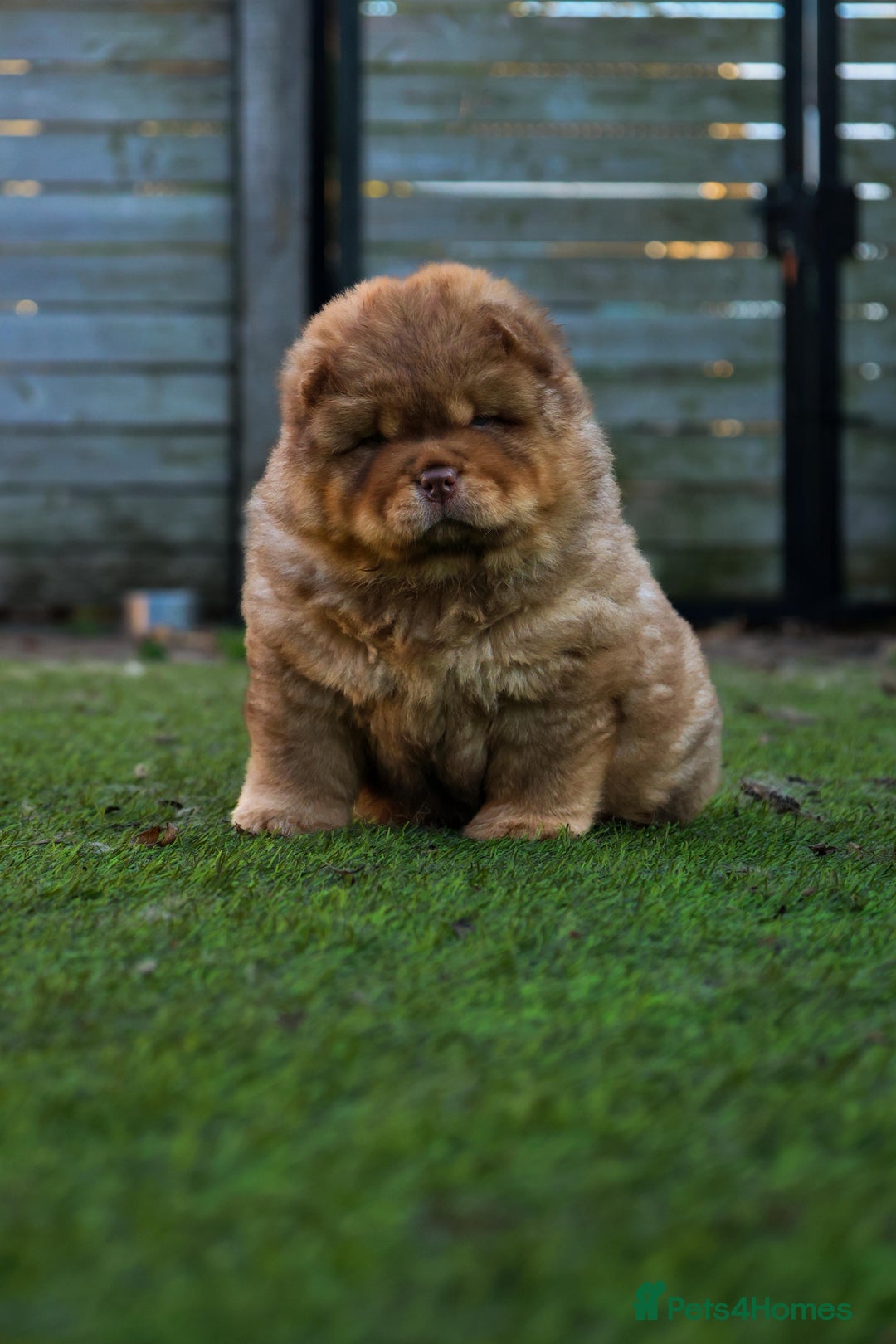 Chow Chow dogs for stud: Taco - a KC-registered Chocolate Fawn Tan Carrier - Advert 8